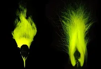 کشف پدیده بیوفلورسانس در مرغ بهشت