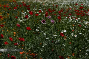 باغ گیاهشناسی ایران