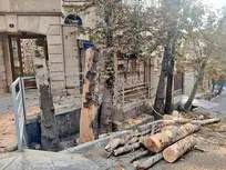 شهرداری منطقه یک: کلیپ قطع درختان باغ فردوس گمراه‌کننده بود