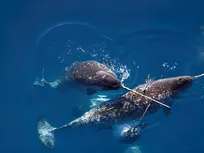 آیا نهنگ‌ها می‌توانند شاخ داشته باشند؟! +فیلم