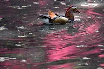 تصاویر منتخب هفته در جهان