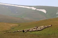 حفظ سلامت مرتع در اولویت؛ بهره برداران گیاهان دارویی مکلف به احیای رویشگاه‌های مرتعی هستند