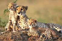 همکاری محیط زیست تهران و دانشکده دامپزشکی برای حفاظت از حیات وحش