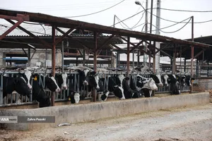 خودکفایی در تولید شیر