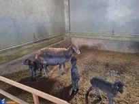 میش‌هایی که به سه‌قلوزایی رسیدند