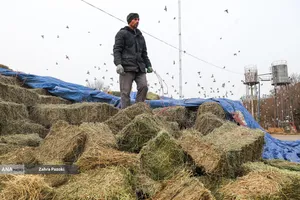 خودکفایی در تولید شیر