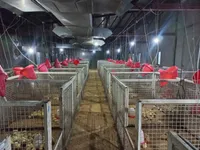 از انبار خاک‌خورده تا مرکز تولیدی ۷۰ باکس تحقیقاتی؛ مجتمع مرغداری یاسوج با ظرفیت ۵ هزار قطعه جوجه گوشتی کلید خورد + فیلم و عکس