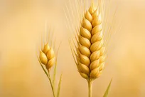 کلید ژنتیکی که می‌تواند گرسنگی میلیارد‌ها نفر را برطرف کند