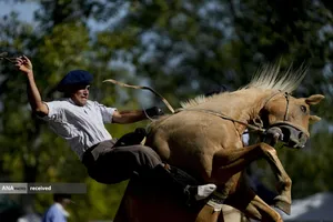 سوارکار آرژانتینی در حین مسابقه رودئو در آرژانتین