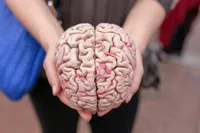 بومی‌سازی پلاستینه اعضا و جسد کامل انسان برای آموزش علوم پزشکی