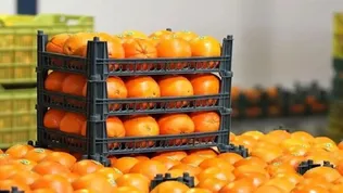 توزیع میوه شب عید در ایلام تا ۱۵ فروردین ادامه دارد