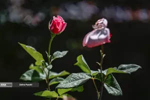 باغ گیاهشناسی ایران