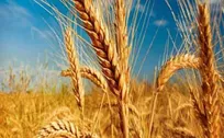 ذخایر موجود گندم پاسخگوی نیاز کشور تا پایان سال است