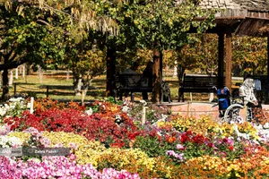 گل های داوودی