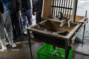 برداشت شب یلدایی ماهی قزل آلا