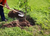 برگزاری پویش درختکاری به یاد دختران شهید میناب در مجموعه ورزشی آزادی +فیلم