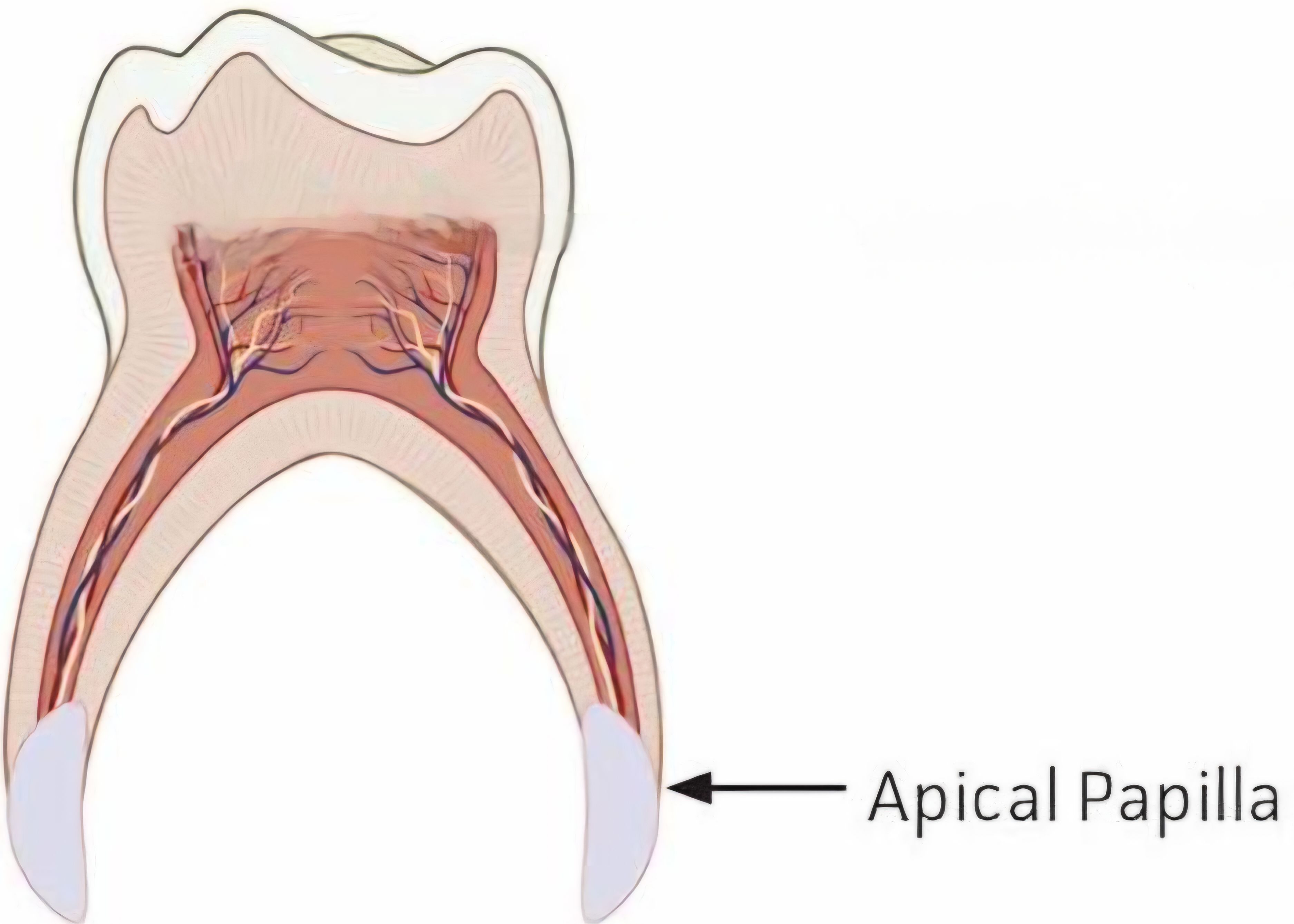 apical papilla