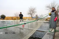 برداشت شب یلدایی ماهی قزل آلا