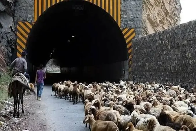 احشام در چالوس