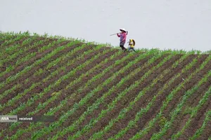 کشاورزی در زمین های زراعی در استان سیچوان، چین