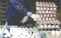 پشت پرده گرانی تخم‌مرغ؛ چرا مرغداران از فروش زیر قیمت می‌گویند، مردم از نرخ ۲۰۰ هزار تومانی؟!