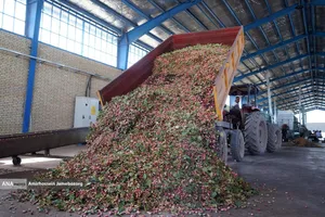 تولید برای محرومیت زدایی - باغ پسته