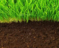 خاک تنوع زیستی بسیار گوناگونی دارد!