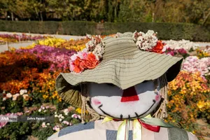 گل های داوودی