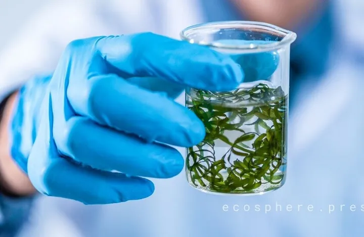 Micro algae-Based "Bio-Robots" offer new hope for precision cancer therapy