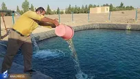 رهاسازی  ۶۵۰ قطعه قزل‌آلا در استخر پرورش ماهی دانشگاه آزاد اشکذر