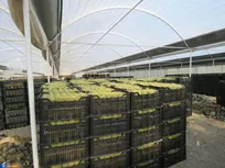 صادرات گل از گلخانه فرهیختگان دانشگاه آزاد اسلامی گرگان