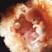 از بی‌شکلی تا زندگی؛ راز نهفته در سلول آغازین