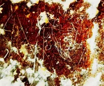 کشف نگاره‌ سوزنی یکی از شاهان ساسانی در صخره‌های شهر استخر