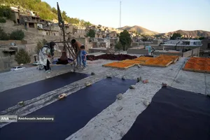 خُرو؛ پایتخت آلوی ایران