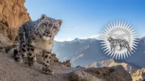 همکاری UWW‌ با بنیادی در قرقیزستان؛‌ چرا پلنگ برفی لوگوی میزبان مسابقات کشتی قهرمانی آسیا شد؟