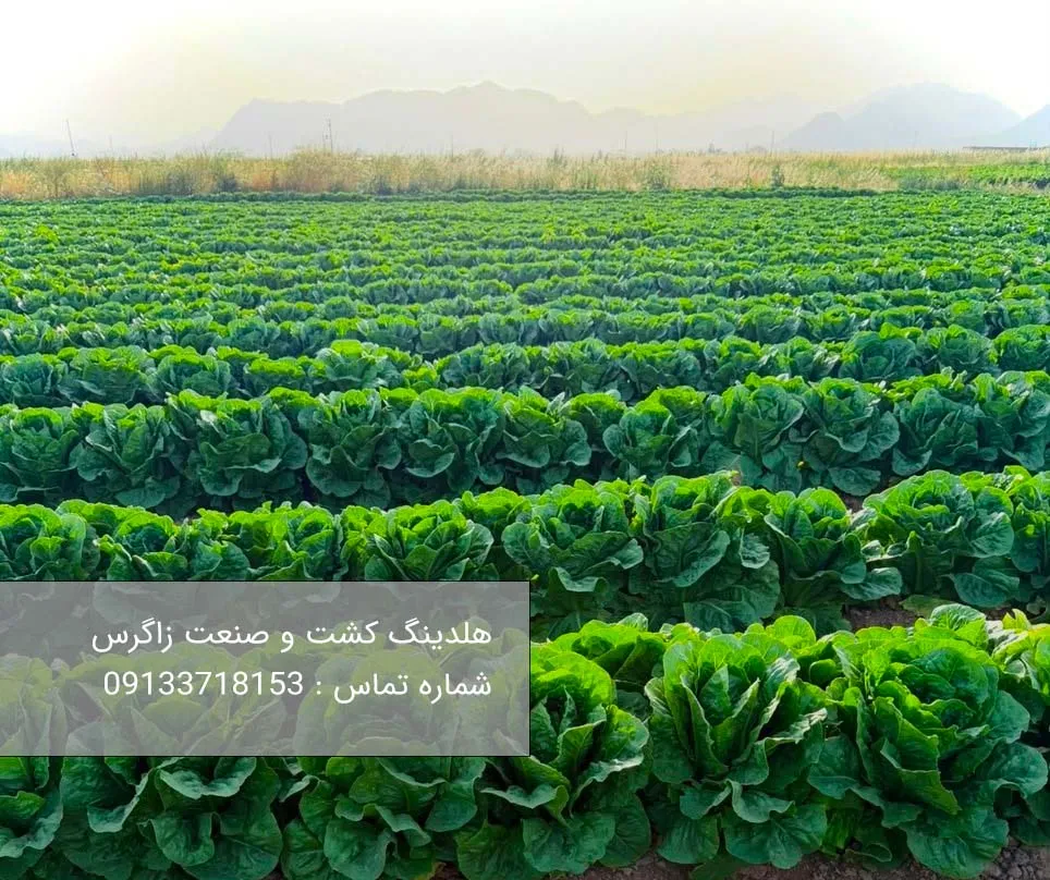 خرید کاهو رومانو با بهترین کیفیت برای صادرات 
