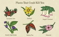 هر آنچه باید در مورد «گیاهان سمی» بدانید