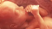 هم‌نوایی بی‌صدا؛ هماهنگی سلول‌ها در دل رحم