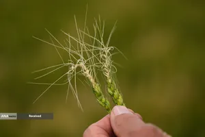 آسیب مزارع گندم آمریکا بدلیل خشکسالی
