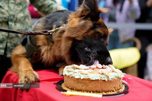  قدردانی از سگ مکزیکی نجات دهنده بازماندگان زلزله سال گذشته ترکیه و خوردن کیک تولدش در مکزیک