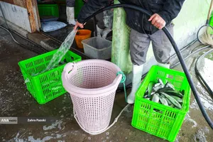 برداشت شب یلدایی ماهی قزل آلا