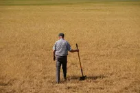 آسیب مزارع گندم آمریکا بدلیل خشکسالی