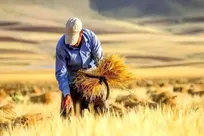 ۱۲.۲ همت به حساب کشاورزان واریز شد/ مجموع واریزی‌ها، ۶۲.۳ همت