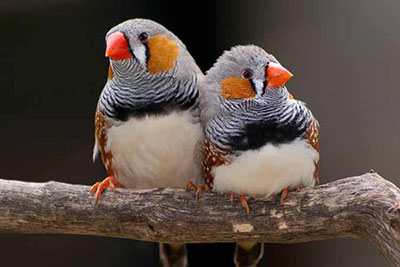 فنچ راه راه