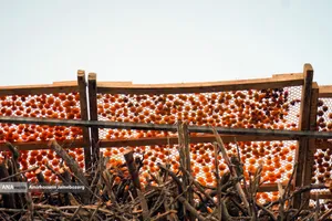 خُرو؛ پایتخت آلوی ایران