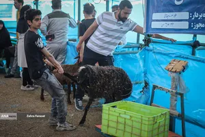 بازار عرضه بهداشتی دام زنده در عید قربان
