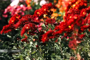 گل های داوودی