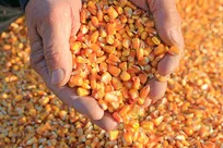 ثبت‌سفارش ذرت دامی و جو از شنبه آغاز می‌شود