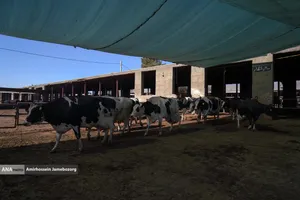 رفع محرومیت با تولید ملی - گاوداری