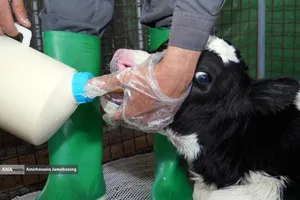 رفع محرومیت با تولید ملی - گاوداری